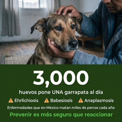 Medallón Antipulgas Para Perros - 12 Meses De Protección